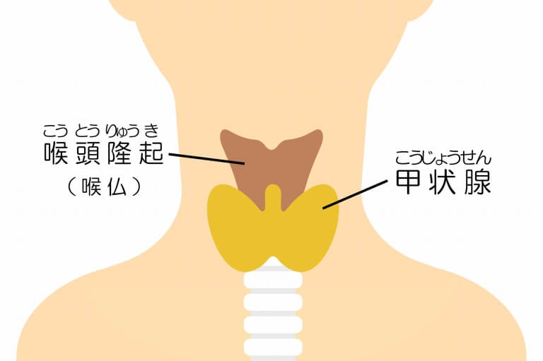 甲状腺の位置